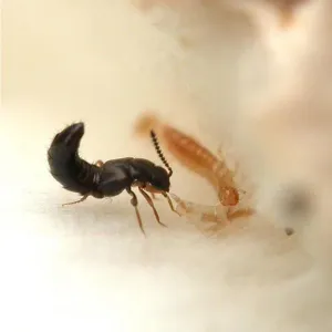 Beneficial Insect Combo Packs (Medium)